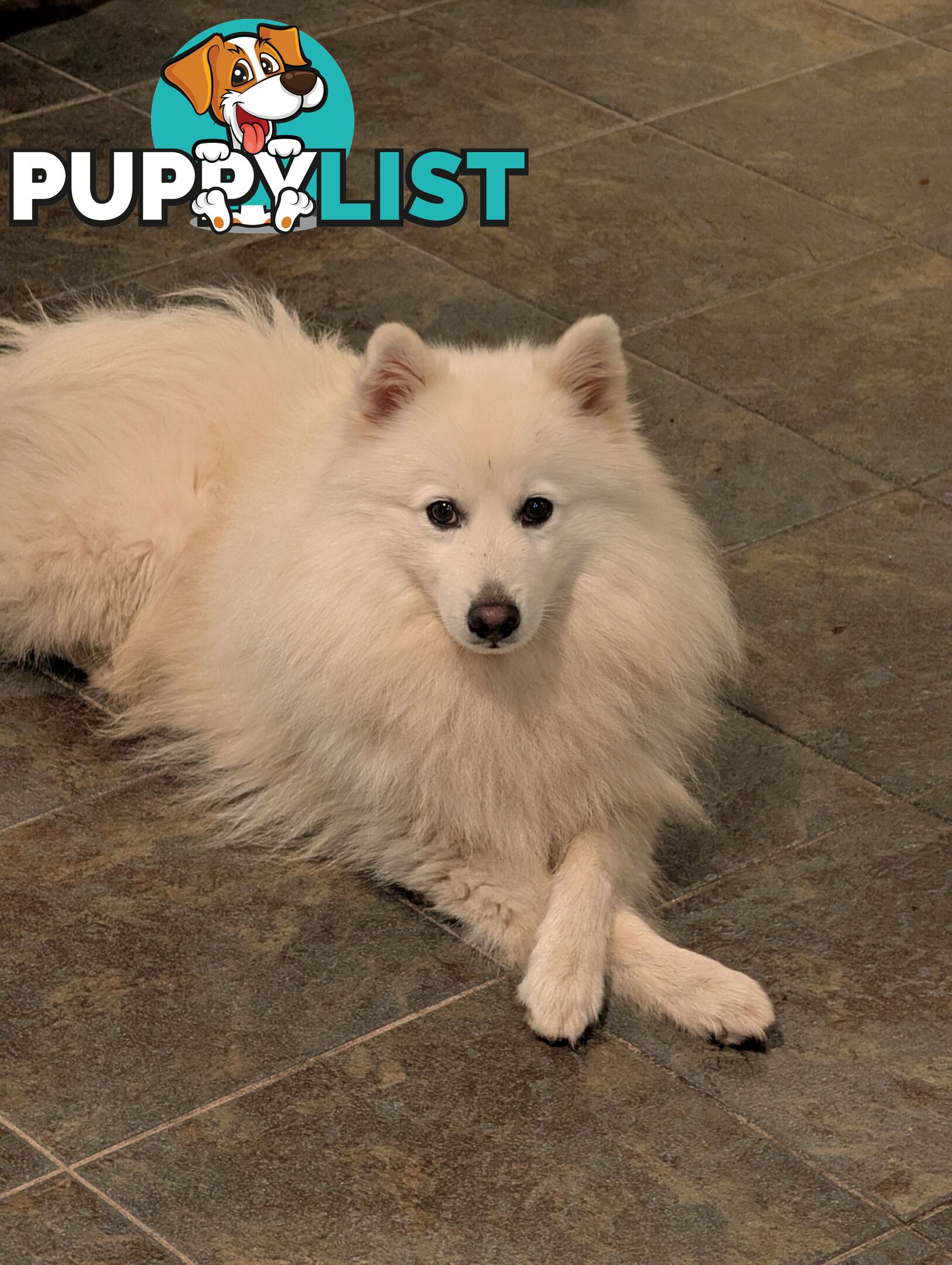 Purebred Japanese Spitz Puppies