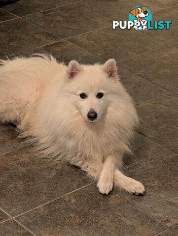 Purebred Japanese Spitz Puppies