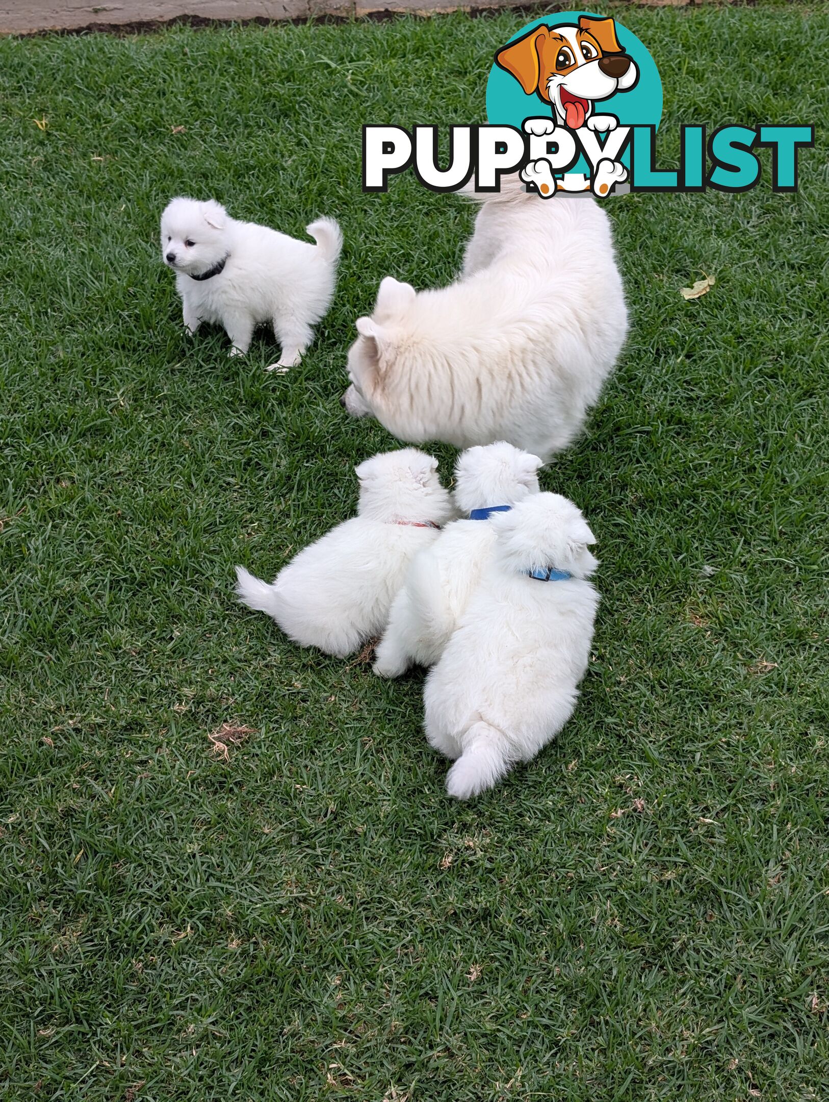 Purebred Japanese Spitz Puppies