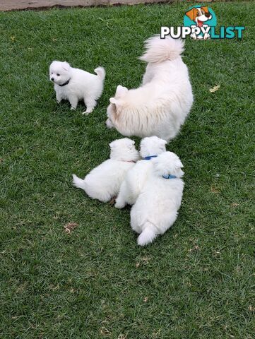 Purebred Japanese Spitz Puppies