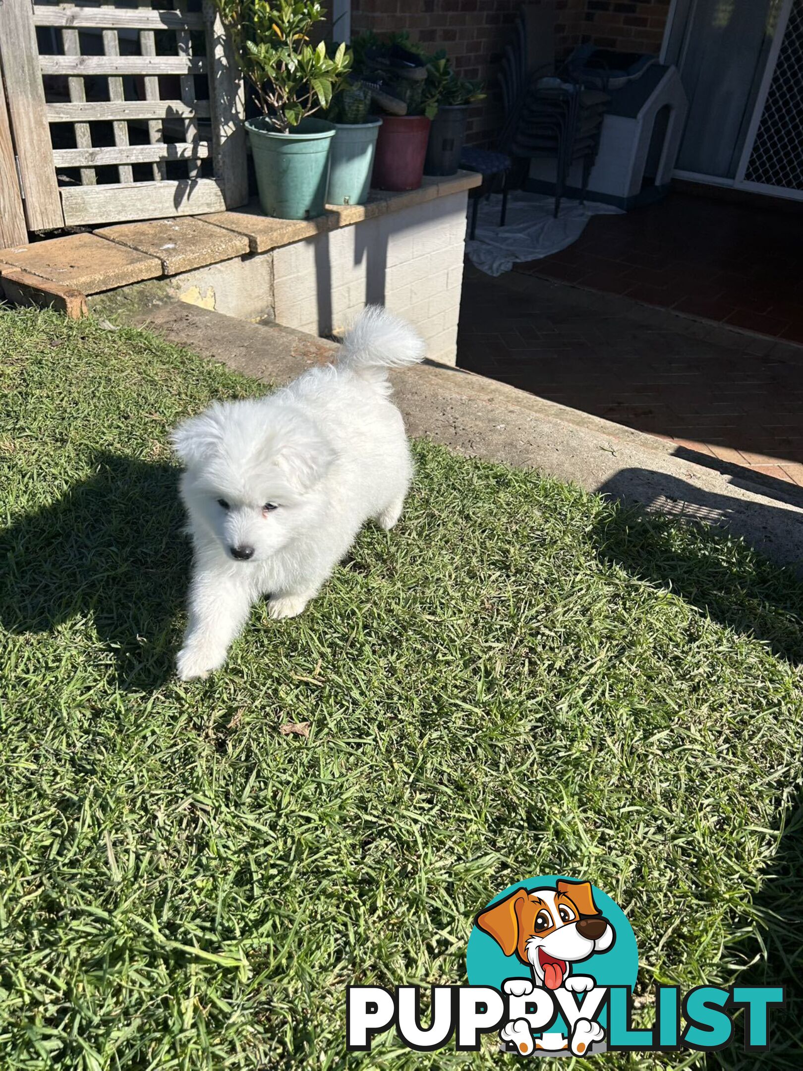 Purebred Japanese Spitz Puppies