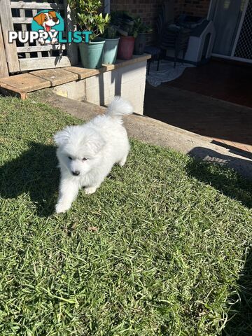 Purebred Japanese Spitz Puppies