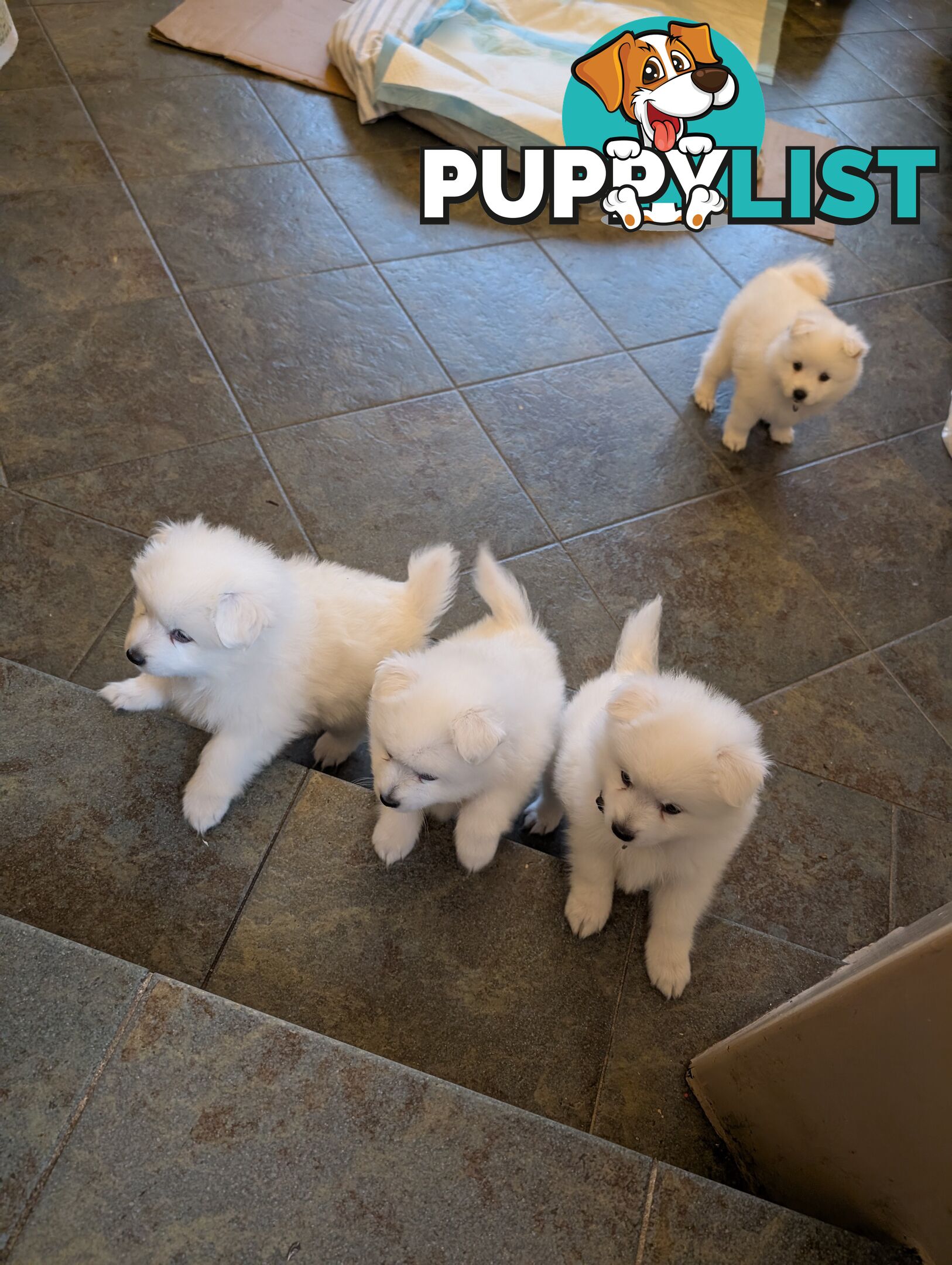 Purebred Japanese Spitz Puppies