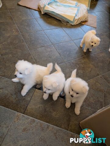 Purebred Japanese Spitz Puppies