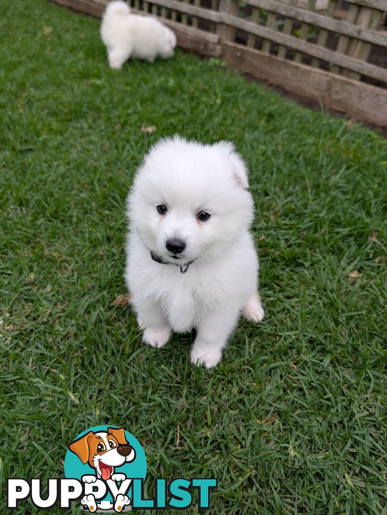 Purebred Japanese Spitz Puppies