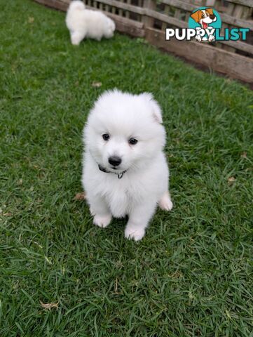 Purebred Japanese Spitz Puppies