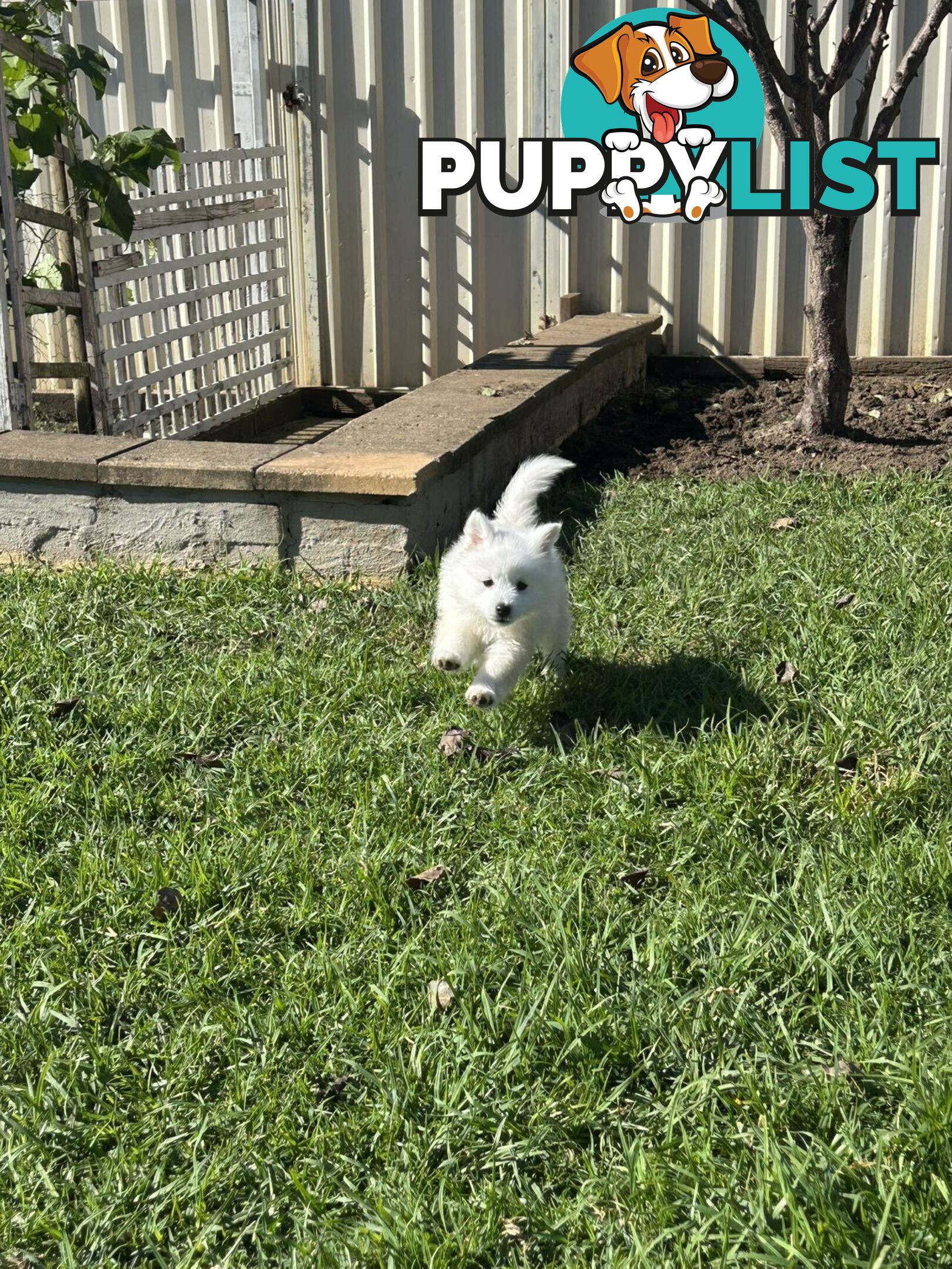 Purebred Japanese Spitz Puppies