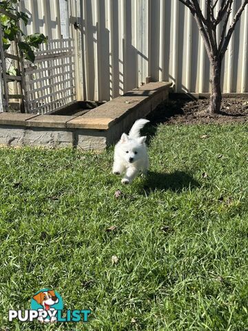 Purebred Japanese Spitz Puppies