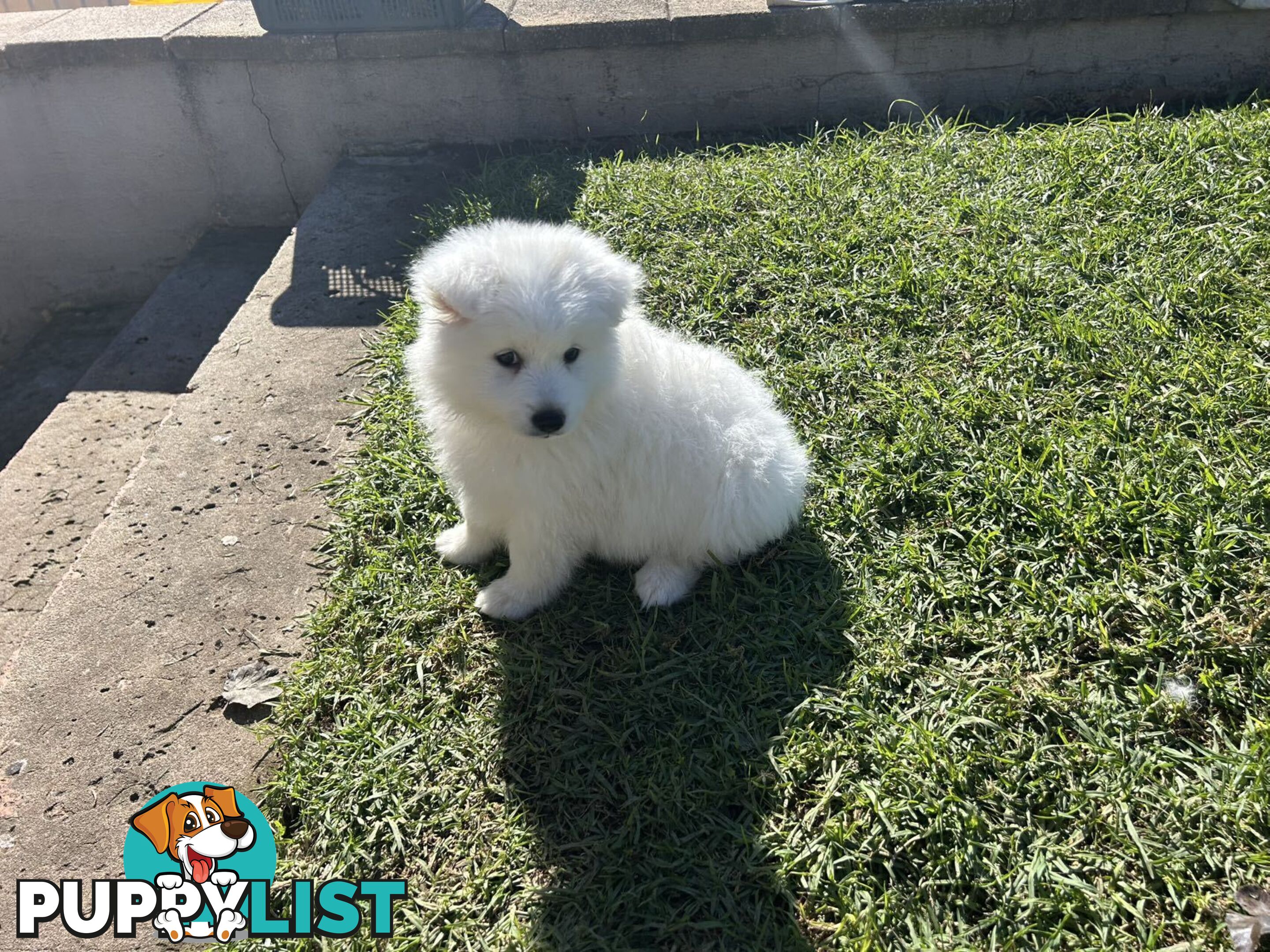 Purebred Japanese Spitz Puppies