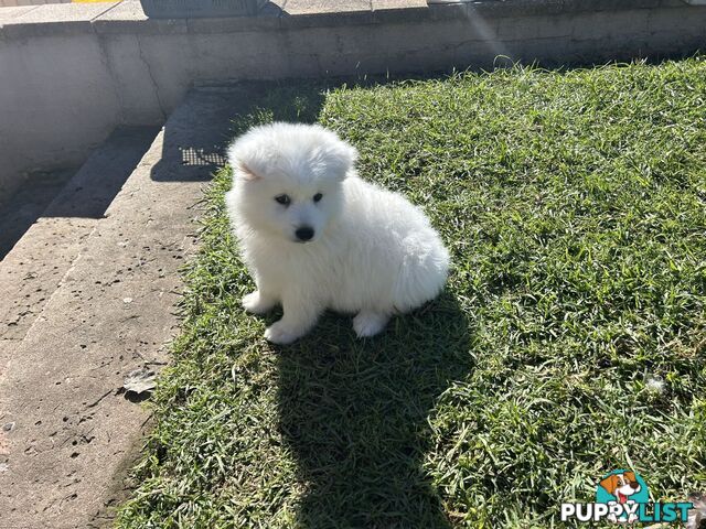 Purebred Japanese Spitz Puppies