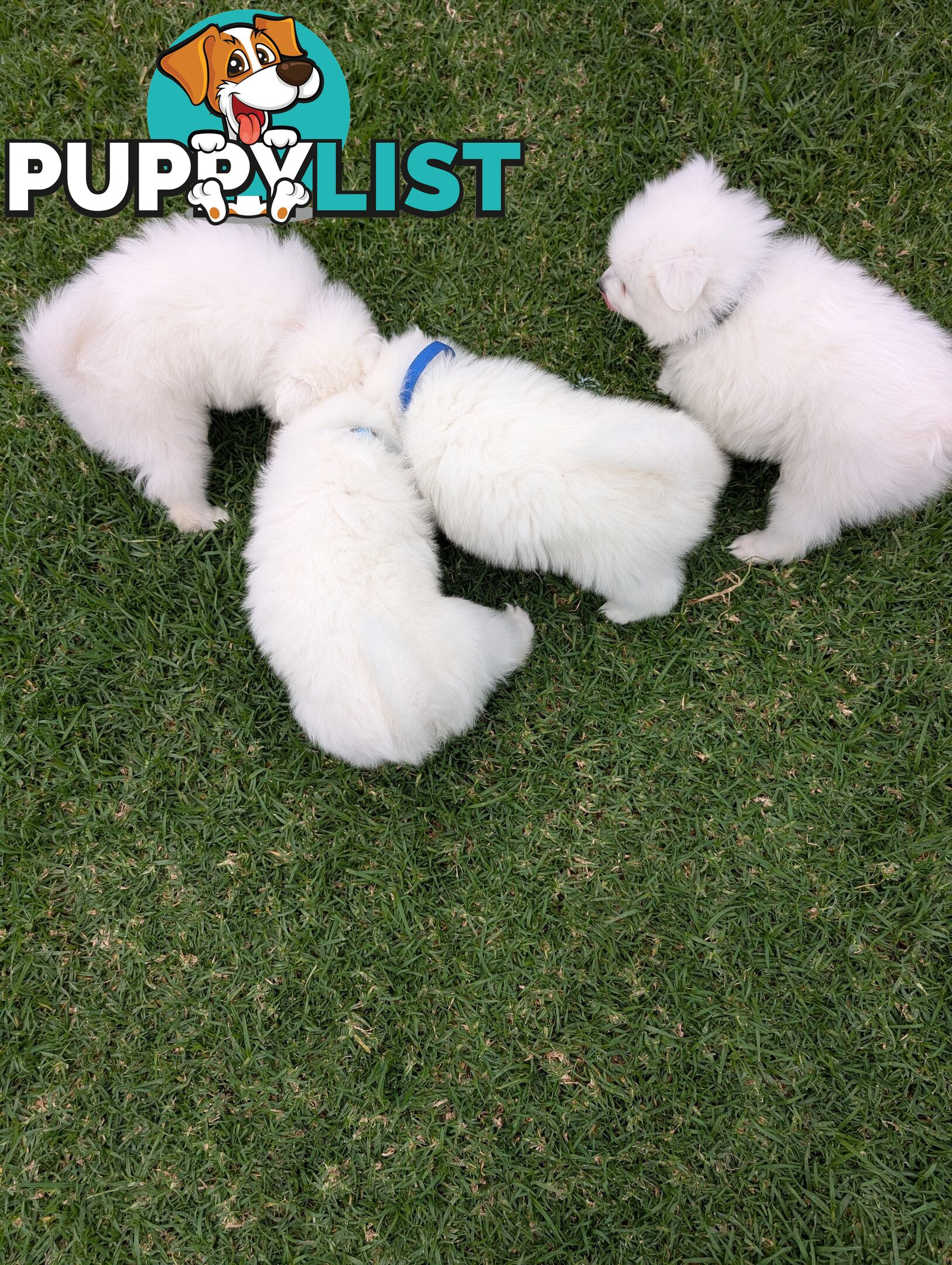Purebred Japanese Spitz Puppies