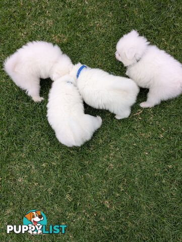 Purebred Japanese Spitz Puppies