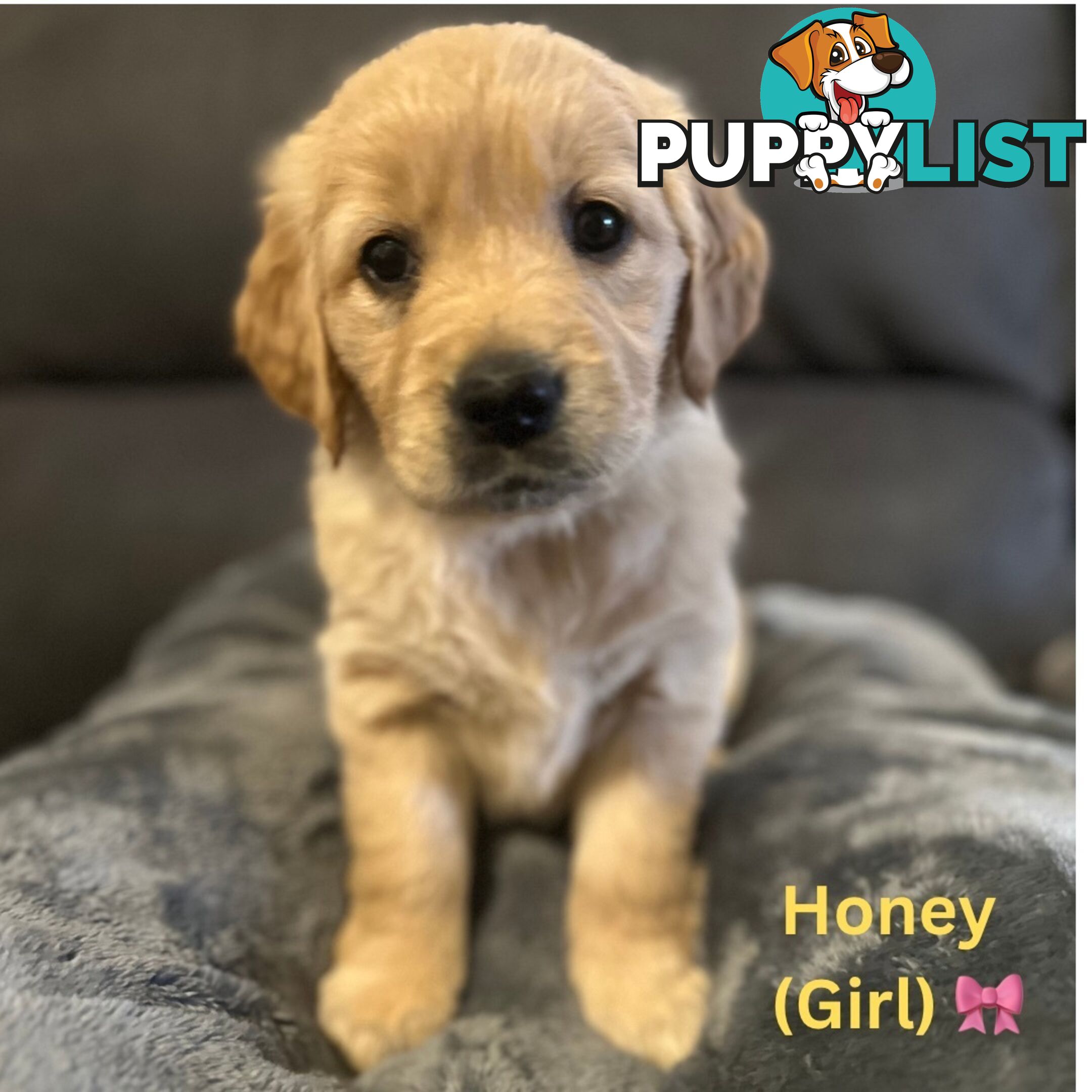 Stunning purebred Golden Retriever Puppies For Sale!