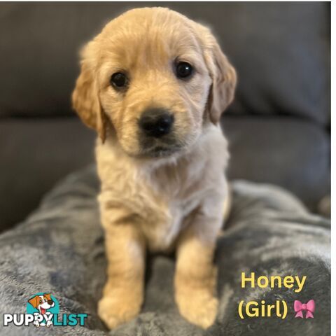 Stunning purebred Golden Retriever Puppies For Sale!