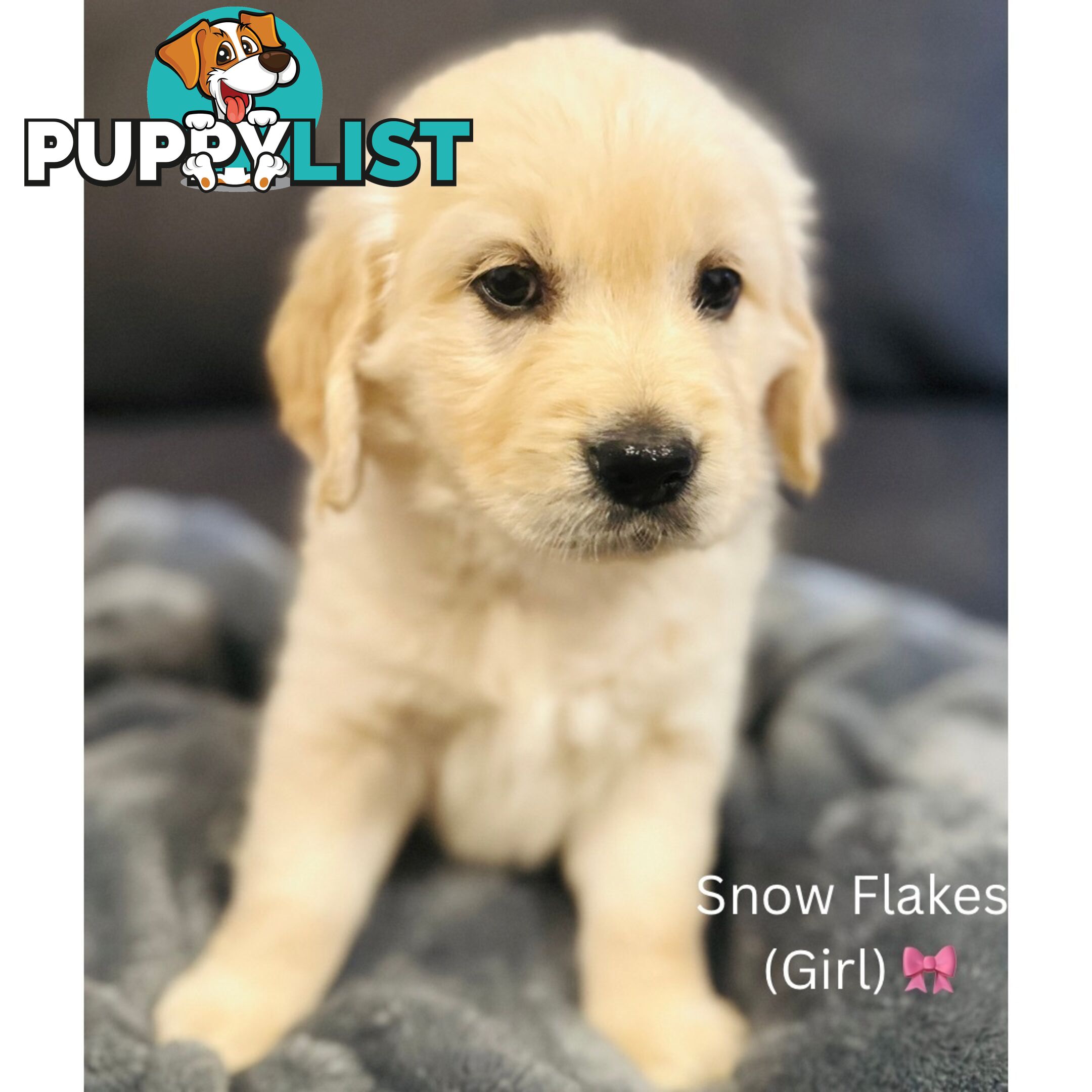 Stunning purebred Golden Retriever Puppies For Sale!