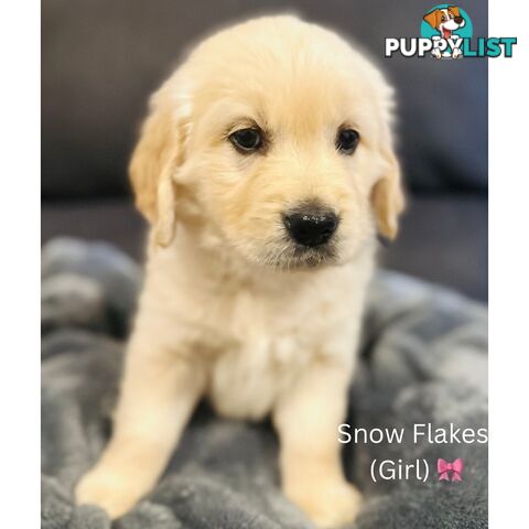 Stunning purebred Golden Retriever Puppies For Sale!