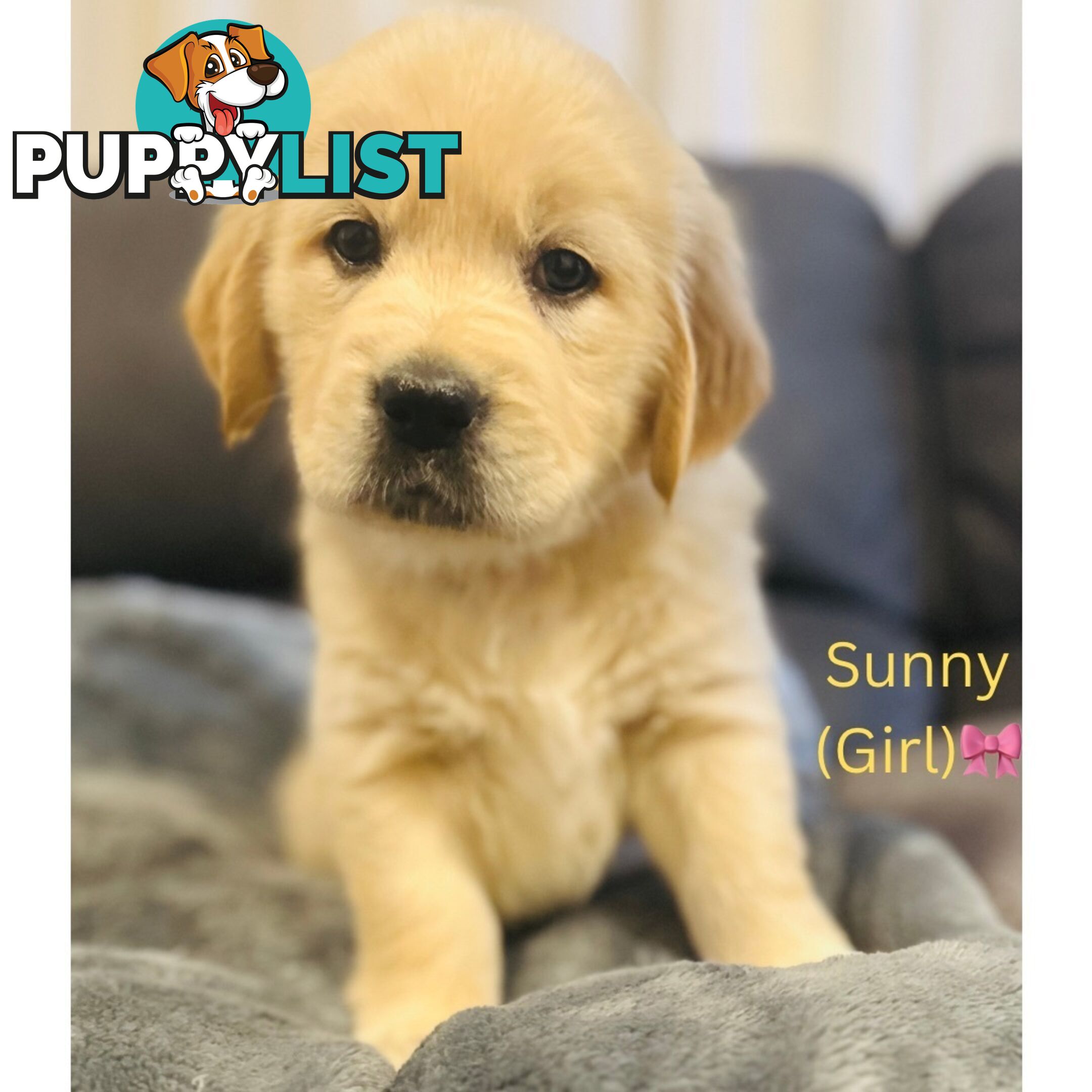 Stunning purebred Golden Retriever Puppies For Sale!