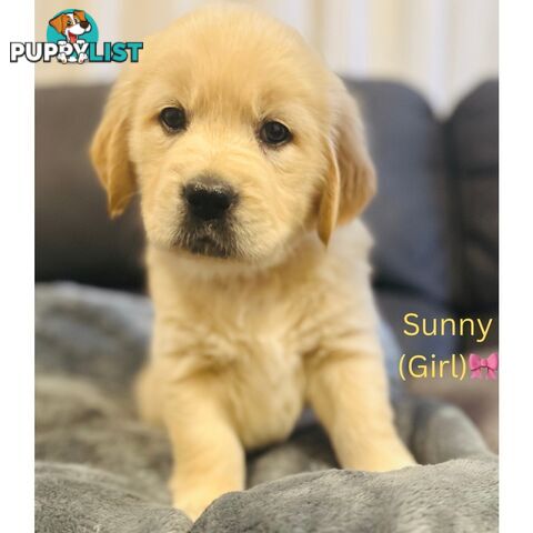 Stunning purebred Golden Retriever Puppies For Sale!