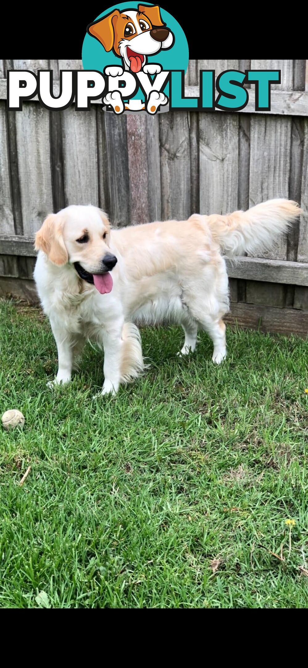 Stunning purebred Golden Retriever Puppies For Sale!