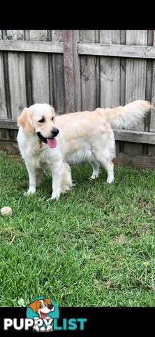 Stunning purebred Golden Retriever Puppies For Sale!