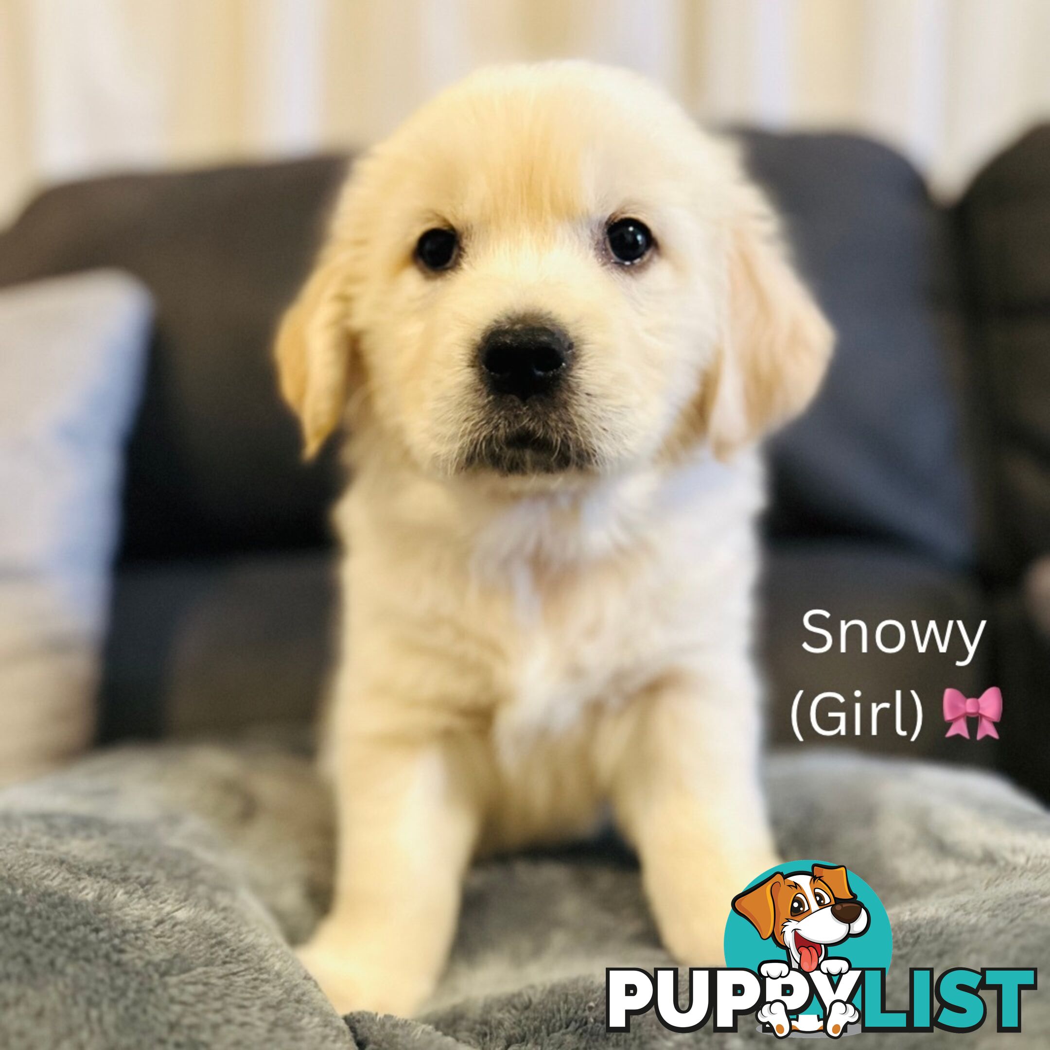 Stunning purebred Golden Retriever Puppies For Sale!