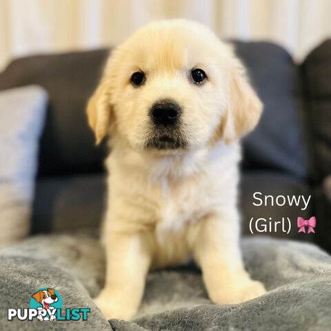 Stunning purebred Golden Retriever Puppies For Sale!