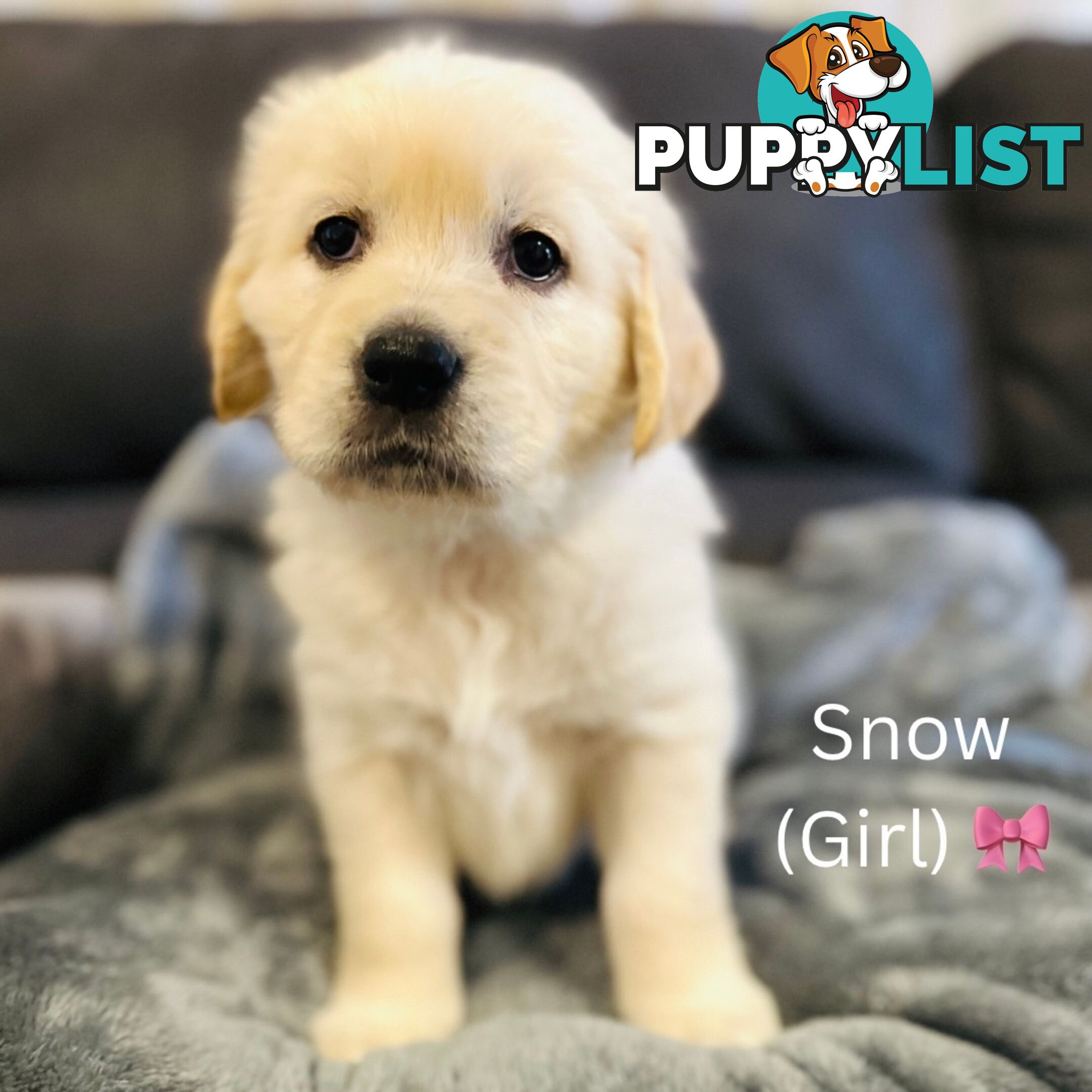 Stunning purebred Golden Retriever Puppies For Sale!