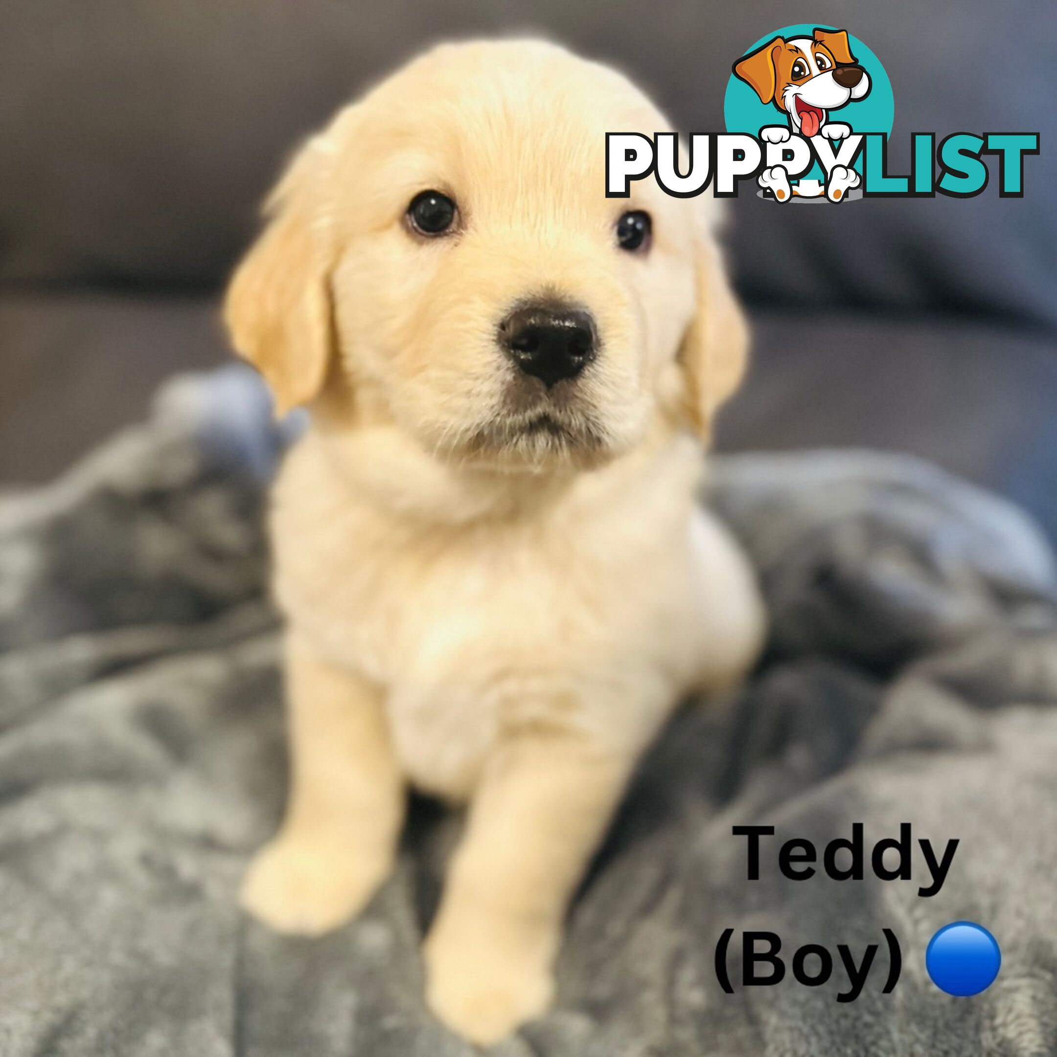 Stunning purebred Golden Retriever Puppies For Sale!