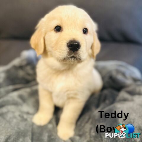 Stunning purebred Golden Retriever Puppies For Sale!