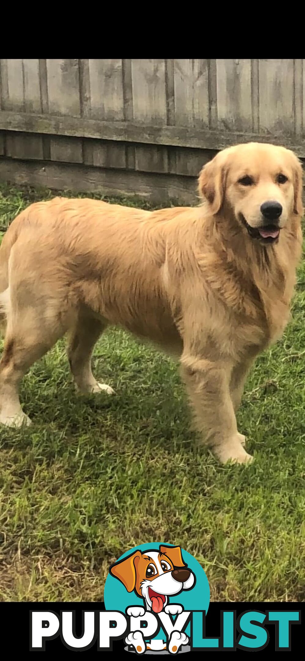 Stunning purebred Golden Retriever Puppies For Sale!