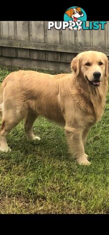 Stunning purebred Golden Retriever Puppies For Sale!