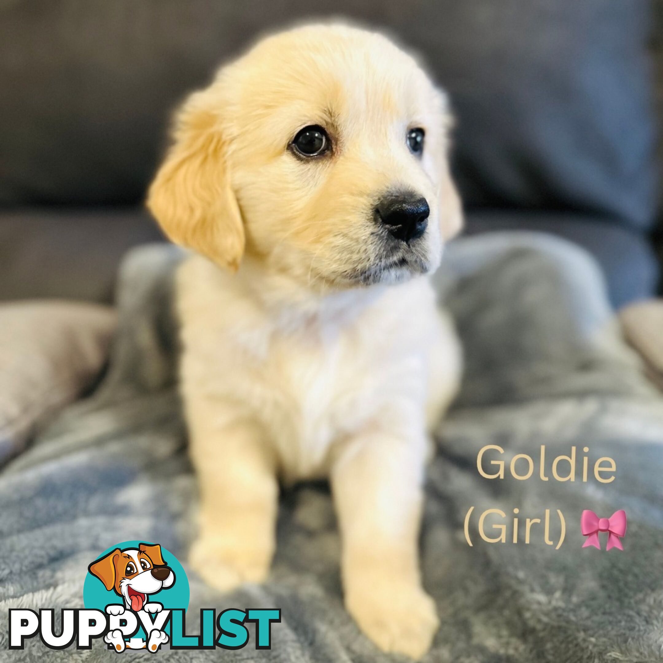 Stunning purebred Golden Retriever Puppies For Sale!