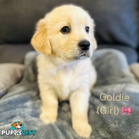 Stunning purebred Golden Retriever Puppies For Sale!