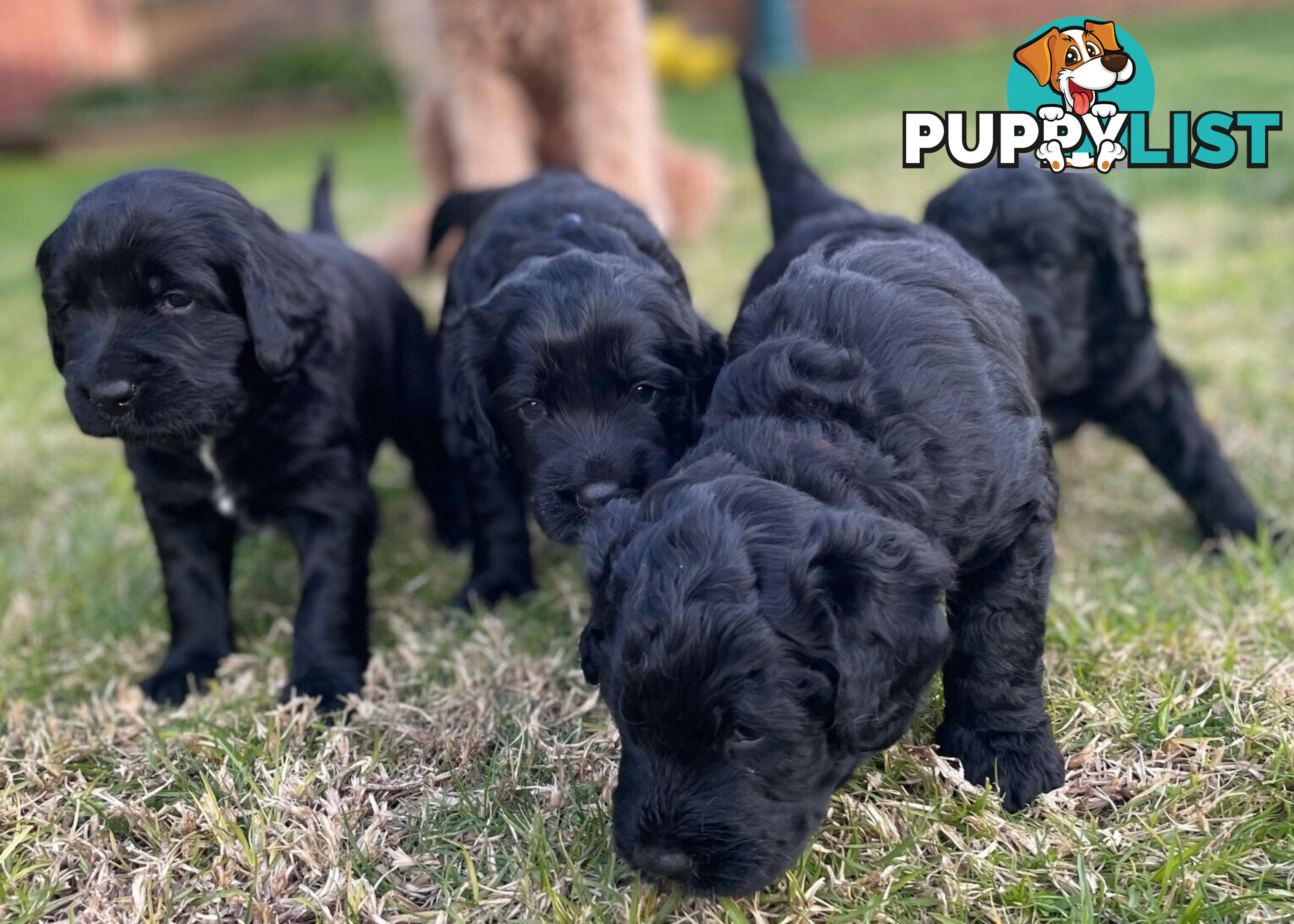 Bernese Mountain Dog x Groodle Pups for sale