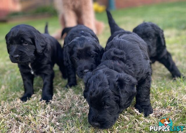 Bernese Mountain Dog x Groodle Pups for sale