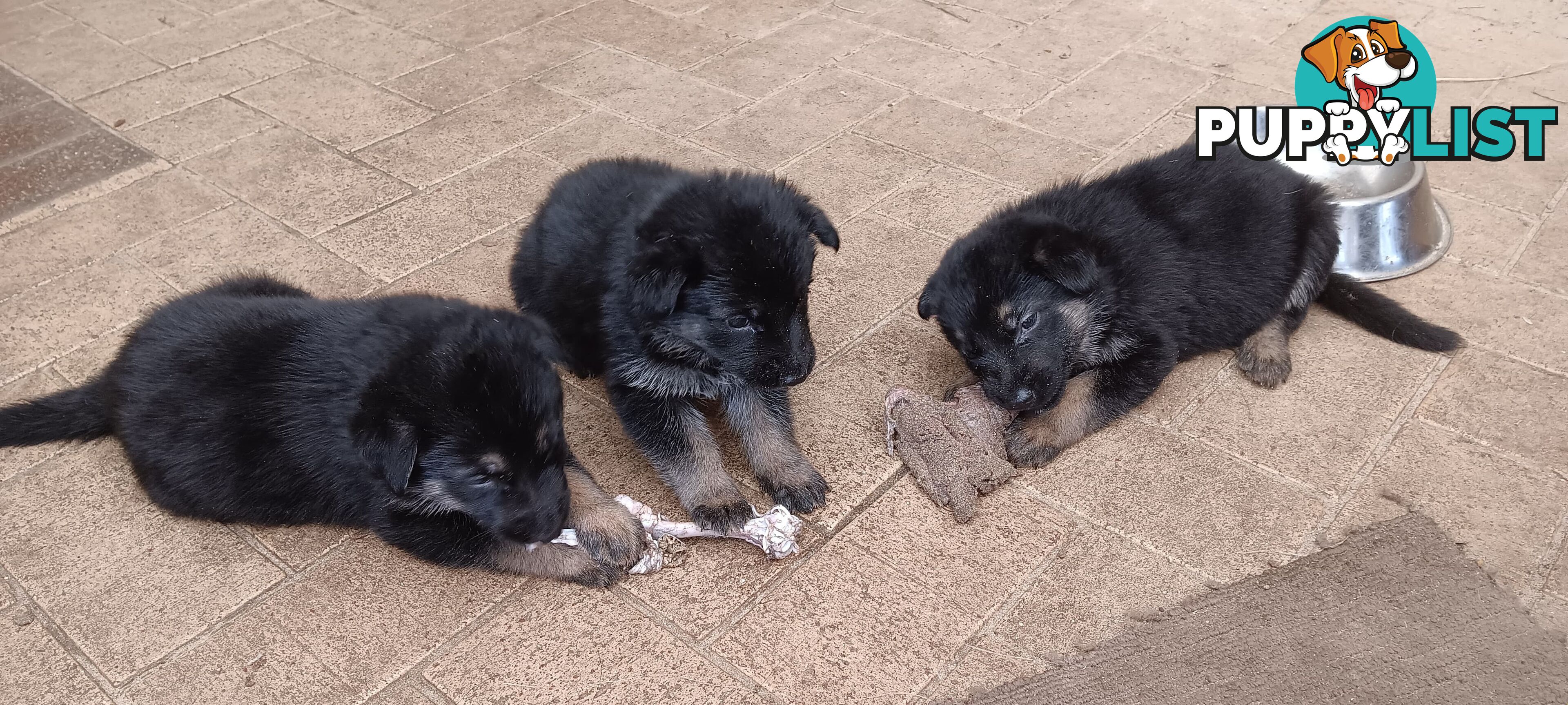 Purebred German Shepherd