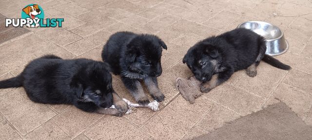 Purebred German Shepherd