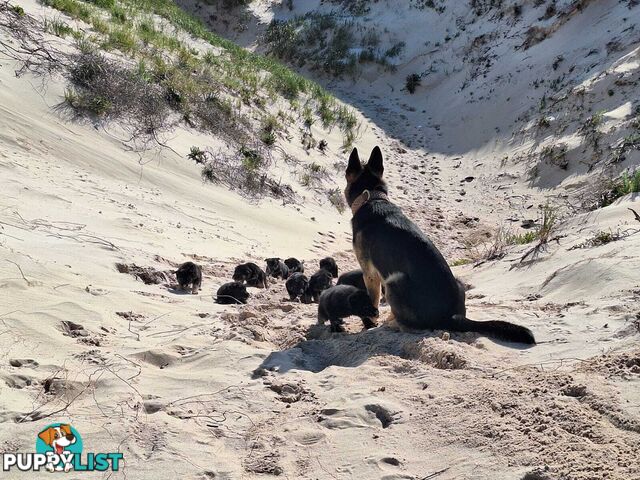 Purebred German Shepherd