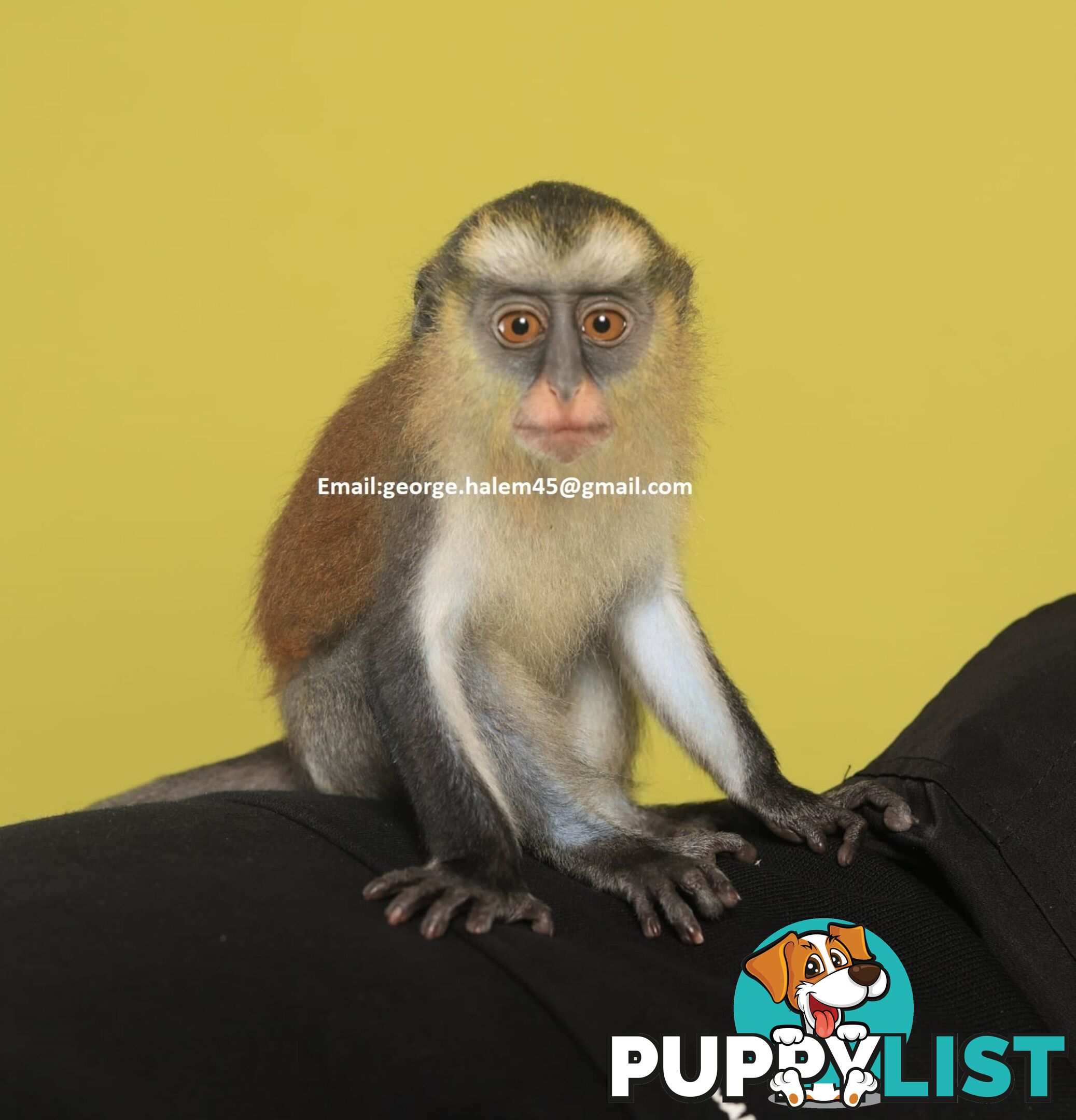 5 Months Old black faced Capuchin Monkey for rehoming