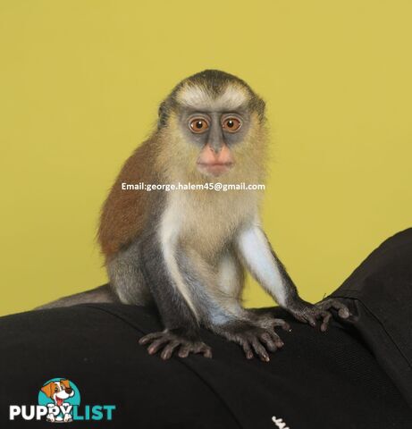 5 Months Old black faced Capuchin Monkey for rehoming