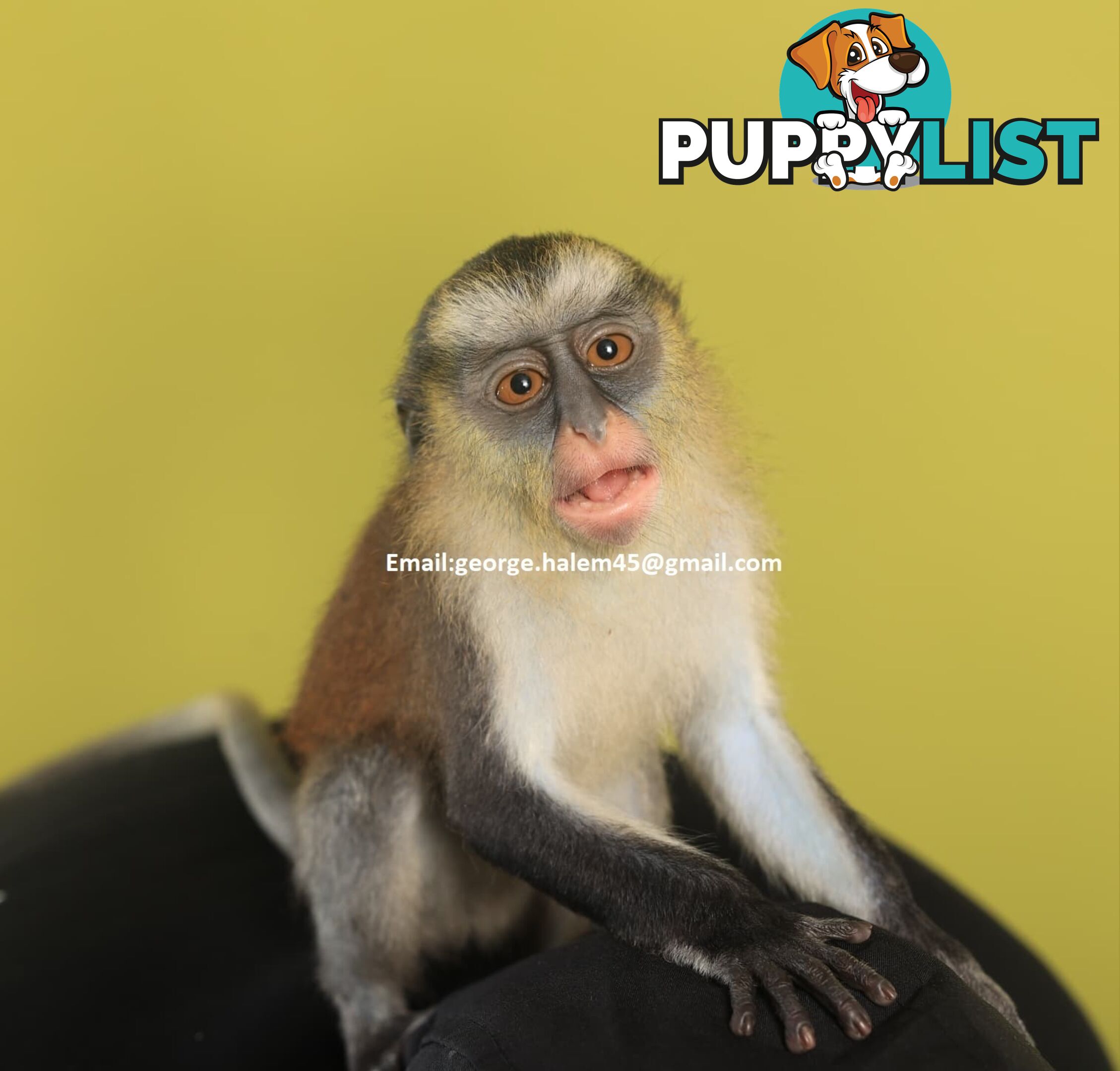 5 Months Old black faced Capuchin Monkey for rehoming