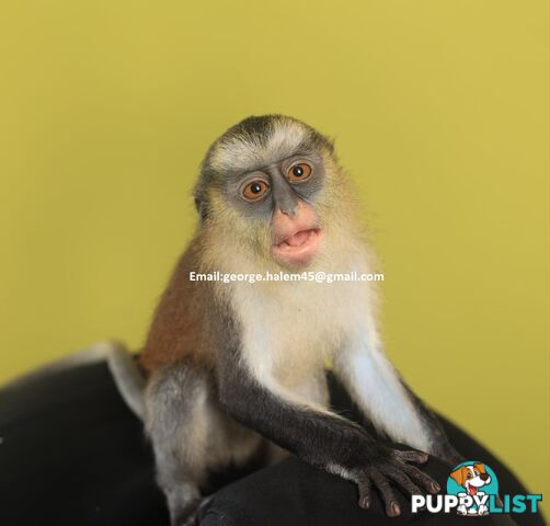5 Months Old black faced Capuchin Monkey for rehoming