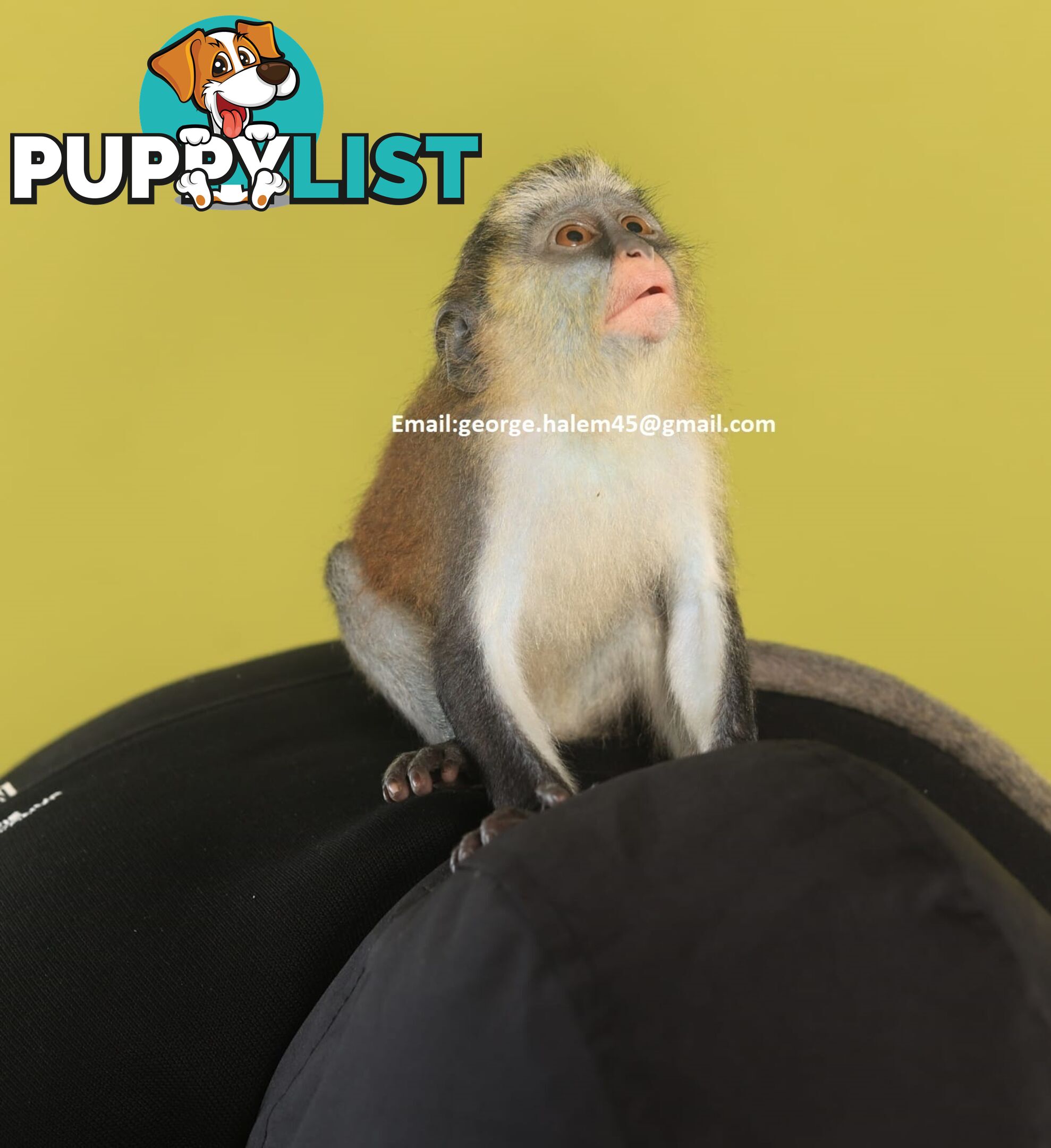 5 Months Old black faced Capuchin Monkey for rehoming