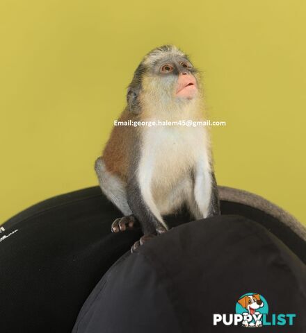 5 Months Old black faced Capuchin Monkey for rehoming