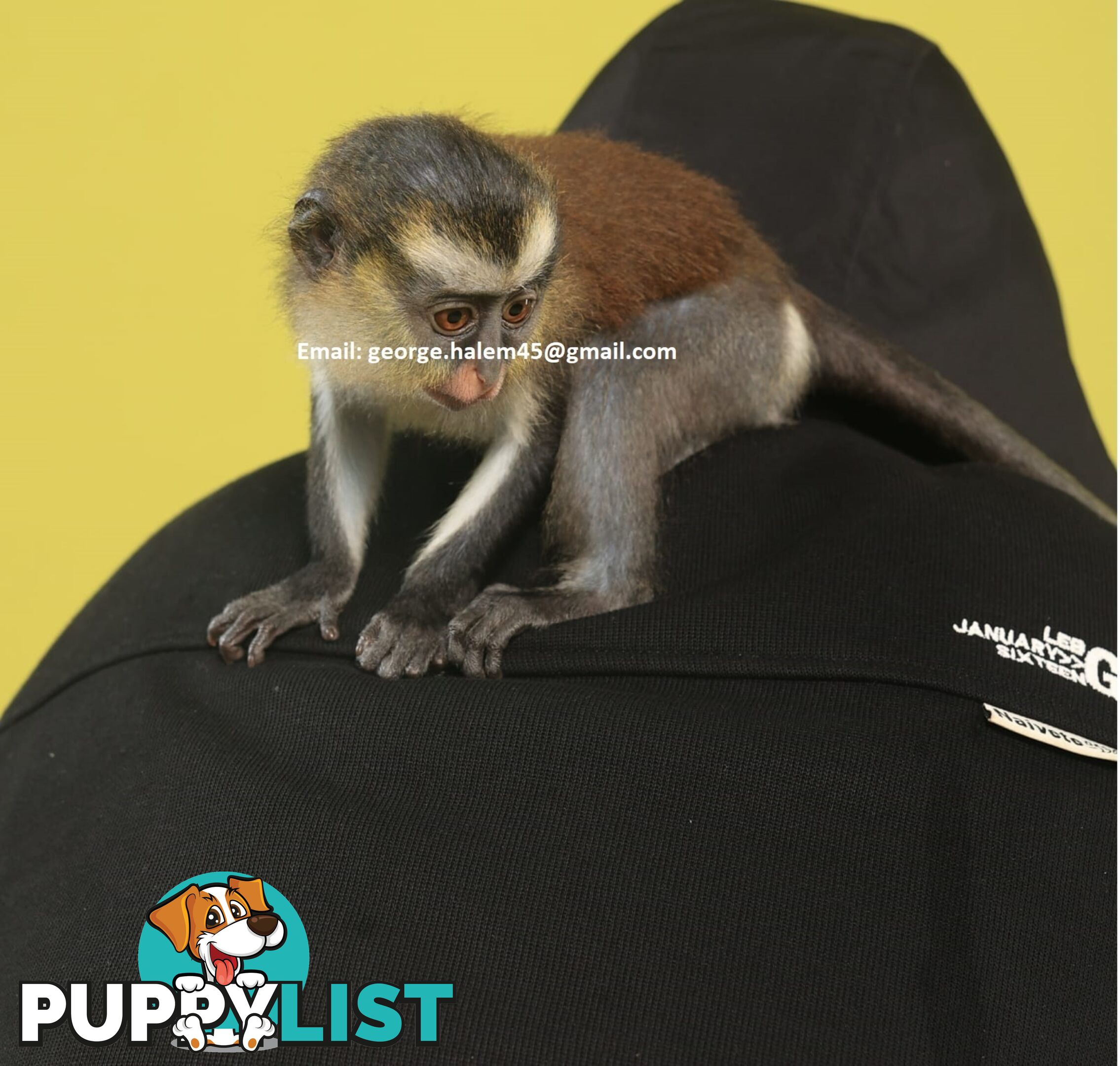 5 Months Old black faced Capuchin Monkey for rehoming