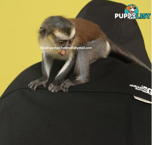 5 Months Old black faced Capuchin Monkey for rehoming