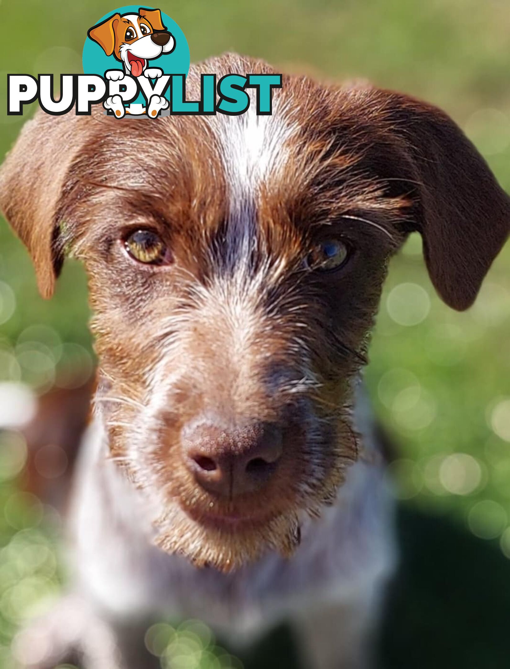 Border Collie X German wirehaired pointer