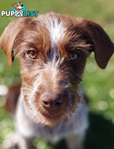 Border Collie X German wirehaired pointer