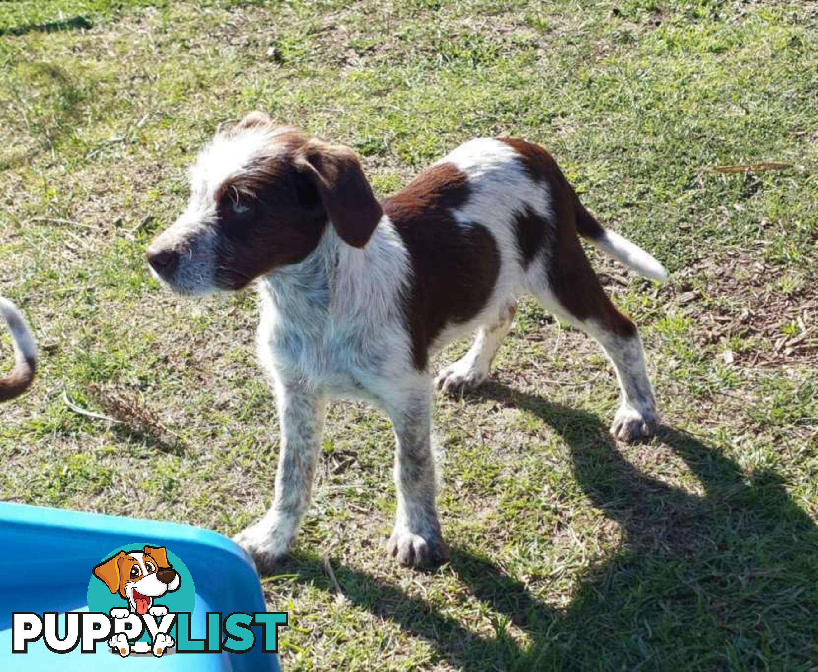 Border Collie X German wirehaired pointer