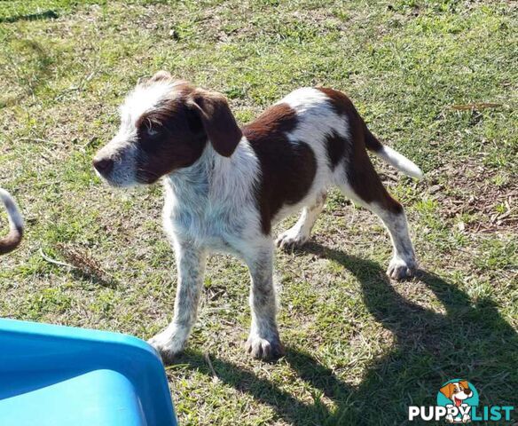 Border Collie X German wirehaired pointer